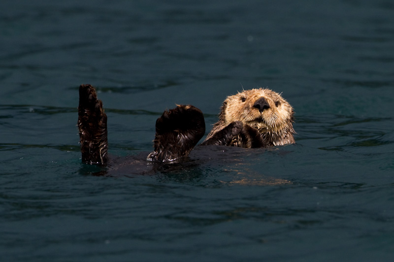 Sea Otter